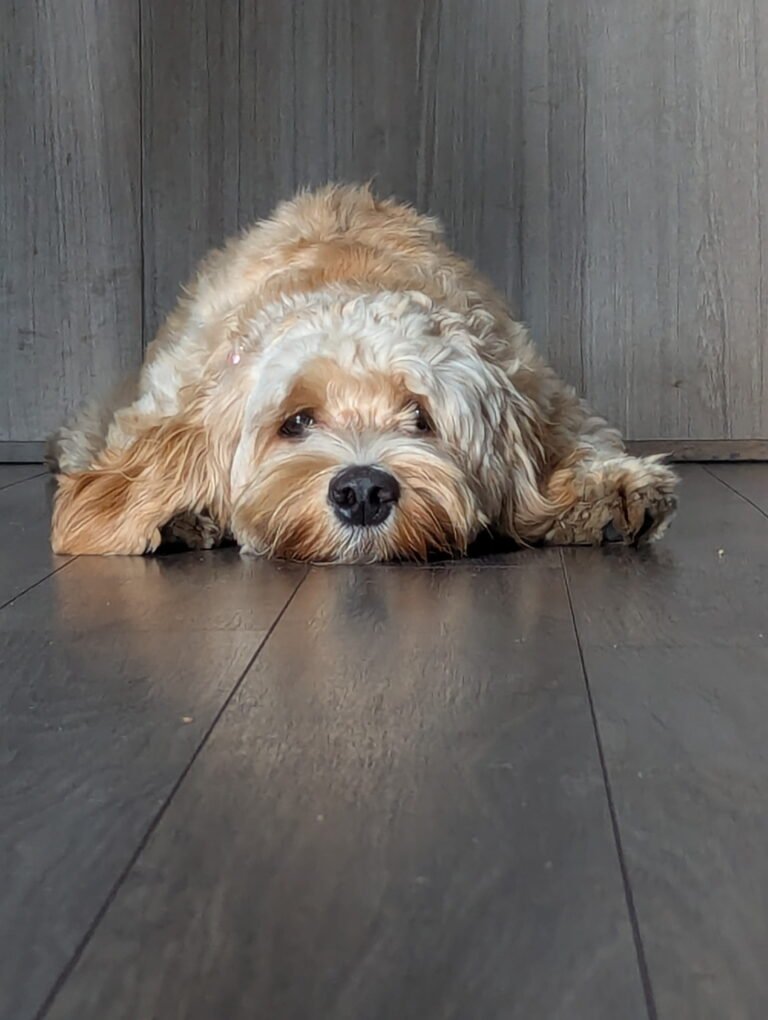 How Evie Inspires Love and Brings Out the Best in Our Family