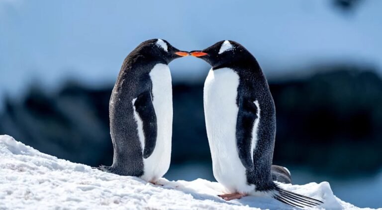 Pebbling: The Gentle Art of Sharing Kindness